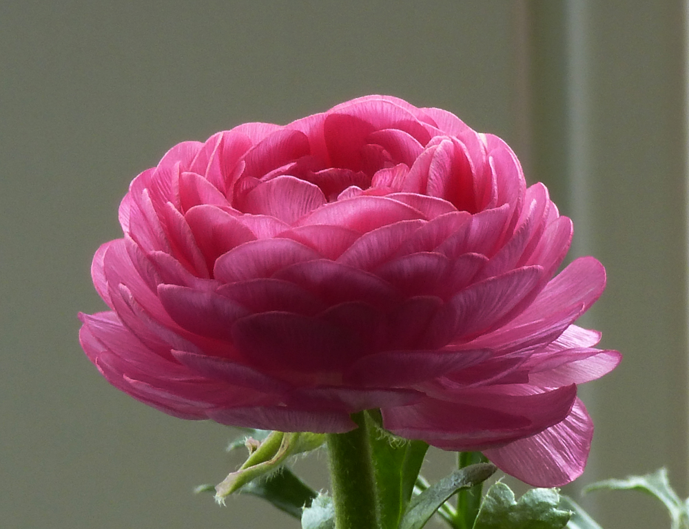 Ranunkel - eine runde Schönheit