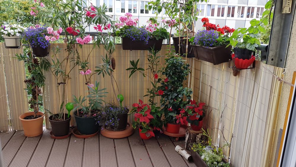 Der Topfgarten - der Garten zum Üben für Anfänger und Fortgeschrittene