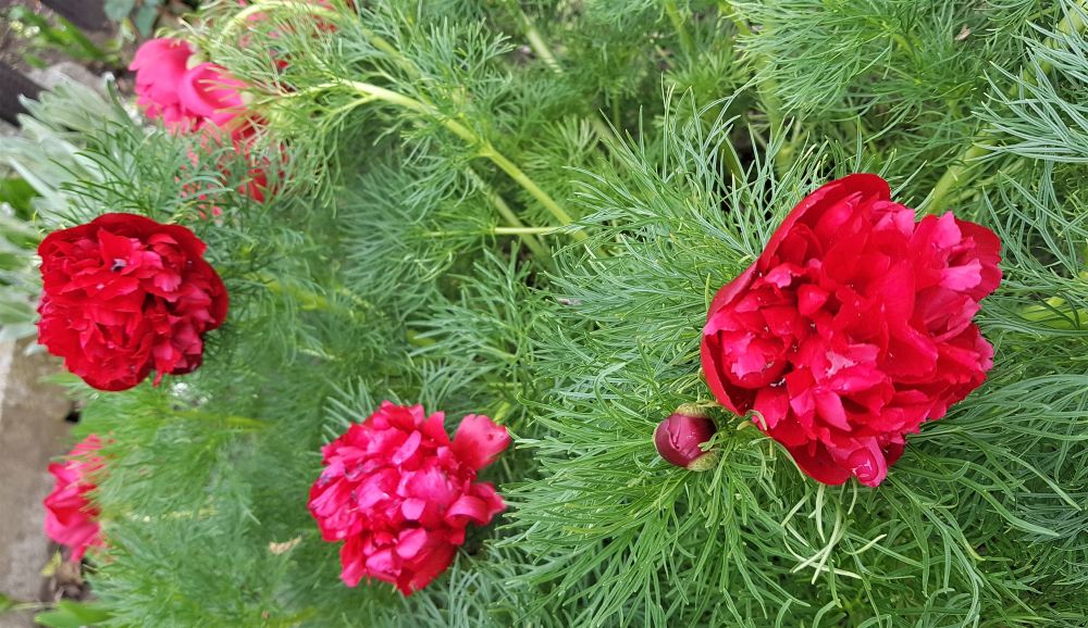 Netzblatt-Pfingstrose – Diva im Frühlingsbeet