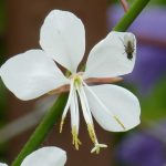 Gaura