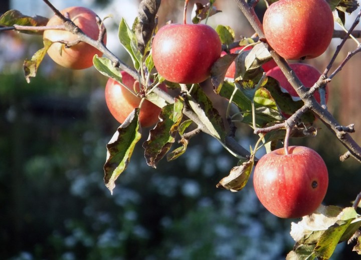Äpfel ernten im September