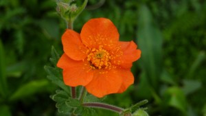 Nelkenwurz (Geum coccineum)