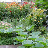 Herbst im Garten