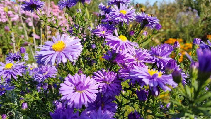 Herbstaster im Garten