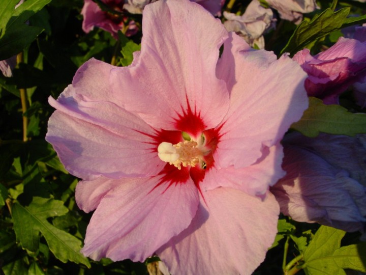 Hibiskus