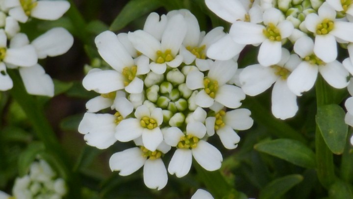 Iberis, Schleifenblume