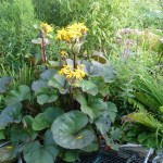 Ligularia