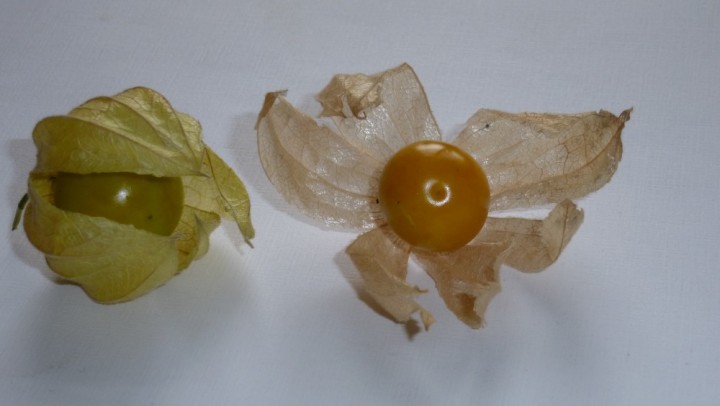 Physalis