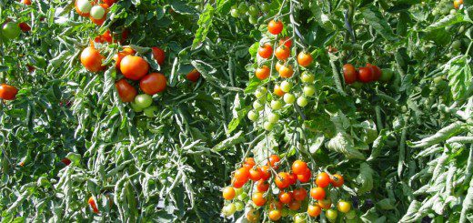 reife Tomaten unter dem Dach