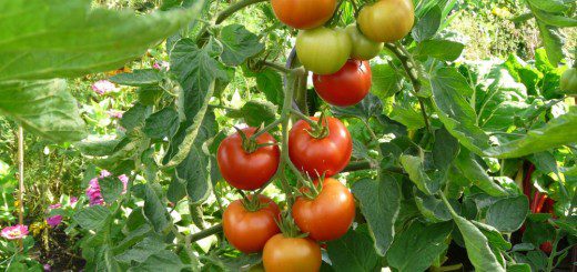 Tomaten an der Pflanze