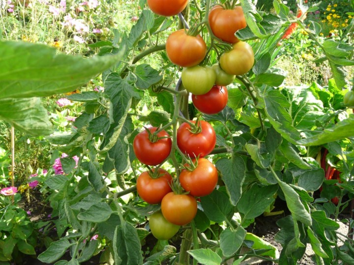 Tomaten an der Pflanze