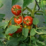 Tomaten ernten