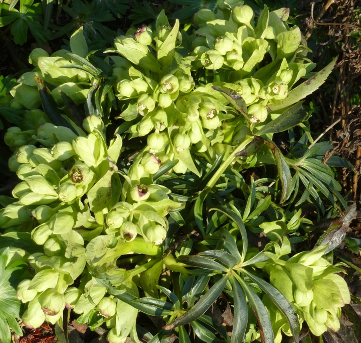 Palmblatt-Christrose2