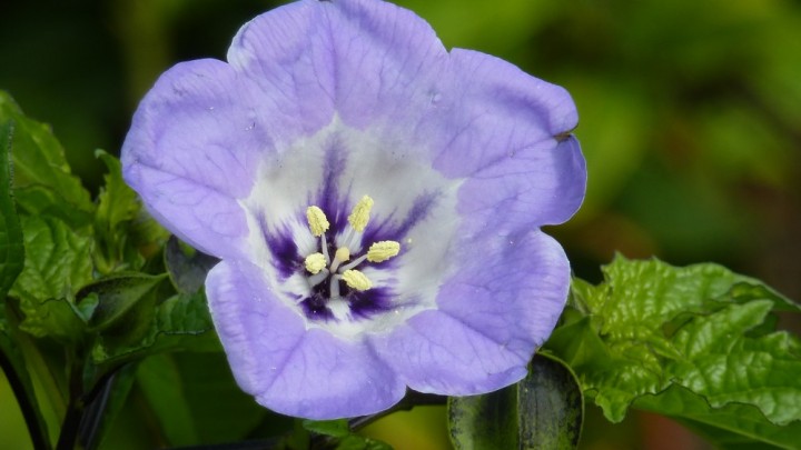 Blaue Physalis