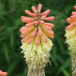 Fackellilie - Kniphofia