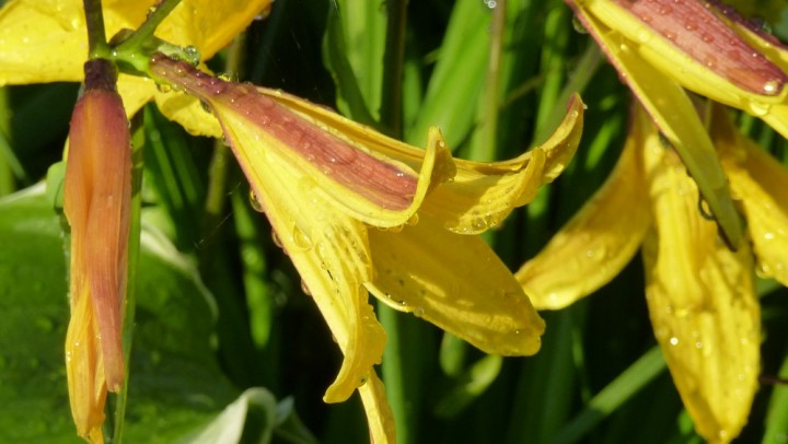 Taglilie (Hemerocallis) in gelb