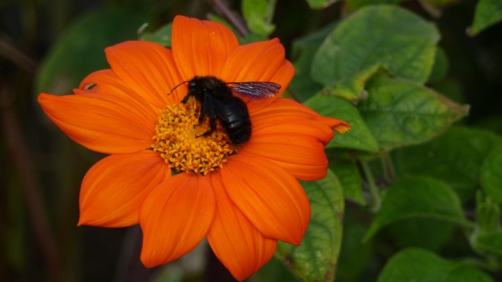 Mexikanische Sonnenblume (Thitonia)