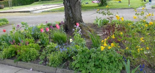 Bäume unterpflanzen