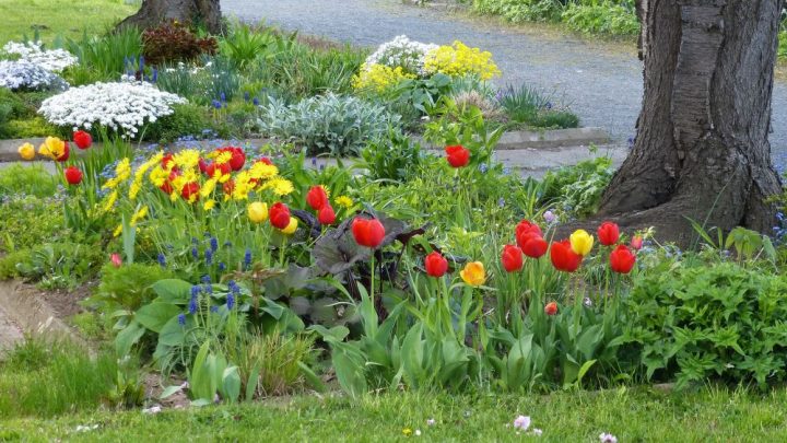 Bäume unterpflanzen im Frühjahr.