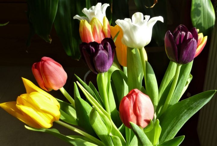 Tulpenstrauß