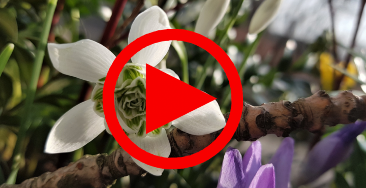 Bäume unterpflanzen Video