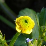 gefuellter Hahnenfuss