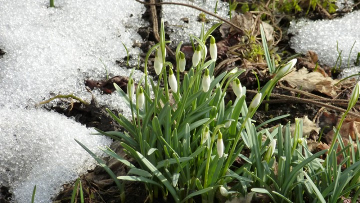 Schneegloeckchen