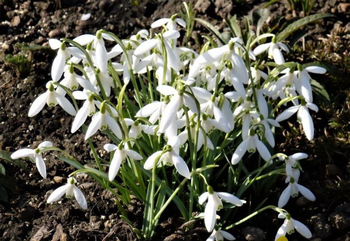 Schneeglöckchen