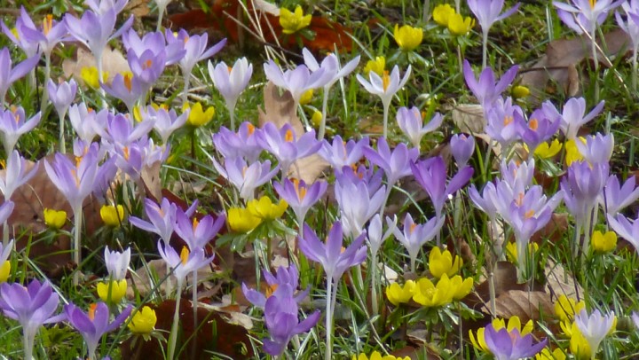 Krokusse und Winterlinge