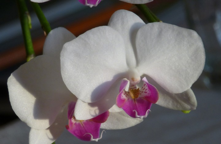 Orchidee-3