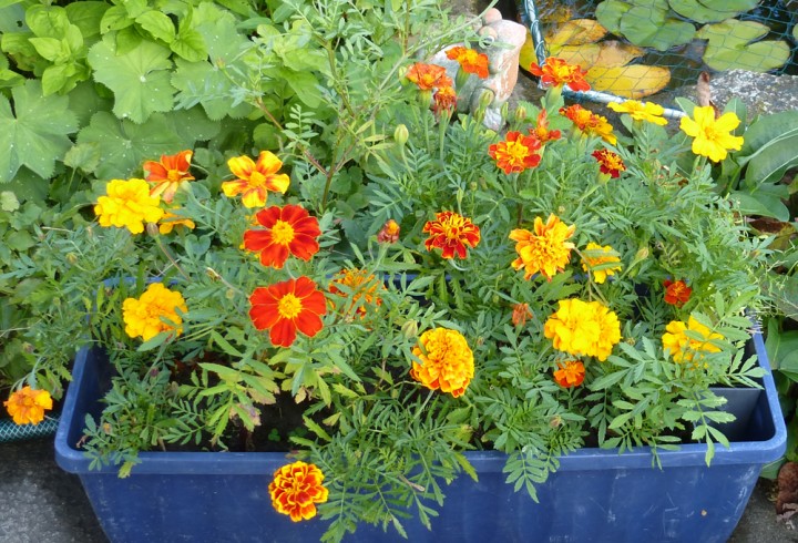 Tagetes