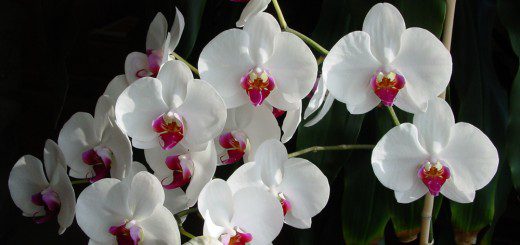 Orchideen