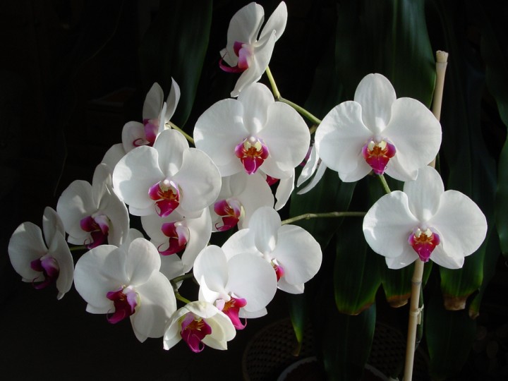 Orchideen