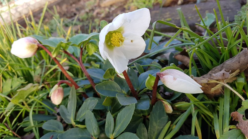Christrose - ein winterlicher Bltenschatz zur Weihnachtszeit