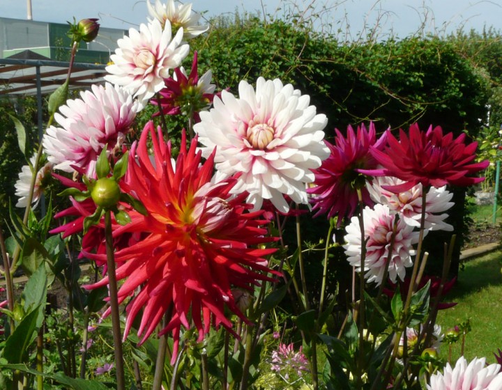 Dahlien einpflanzen - so geht es richtig