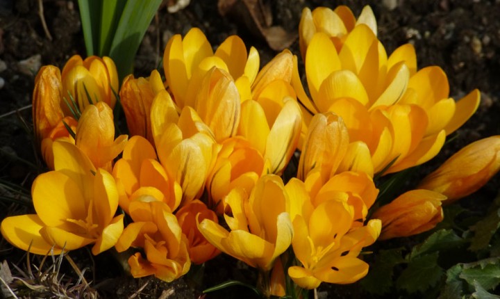 gelbe Krokusblüten