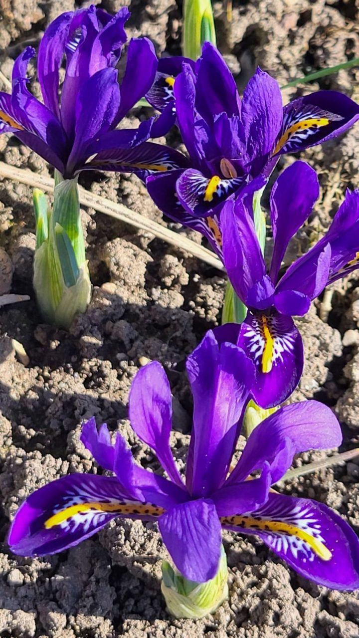 Die wunderschöne Blüte der Zwergiris oder Netzblattiris