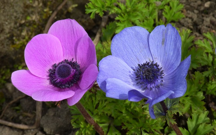 Anemone