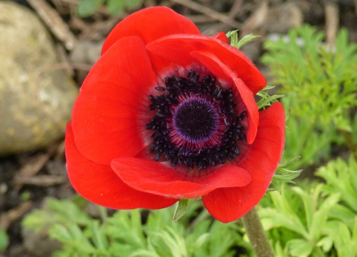 Anemone
