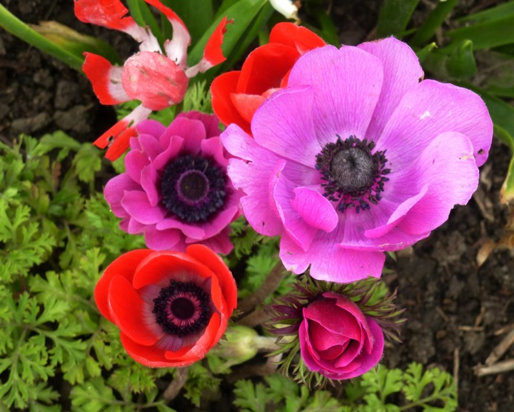 Anemone