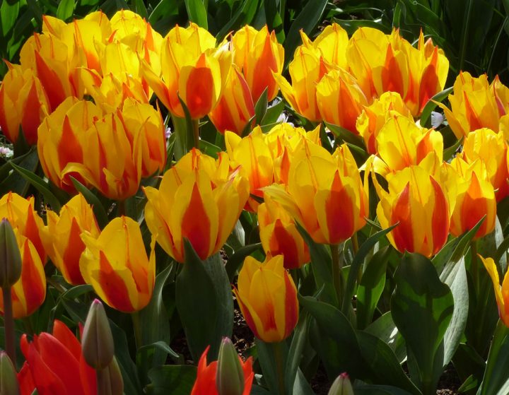 Tulpen