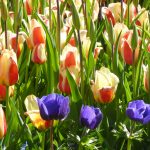 Tulpen-Anemonen