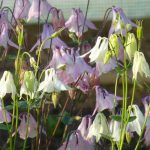 Akeleienblüten im Detail