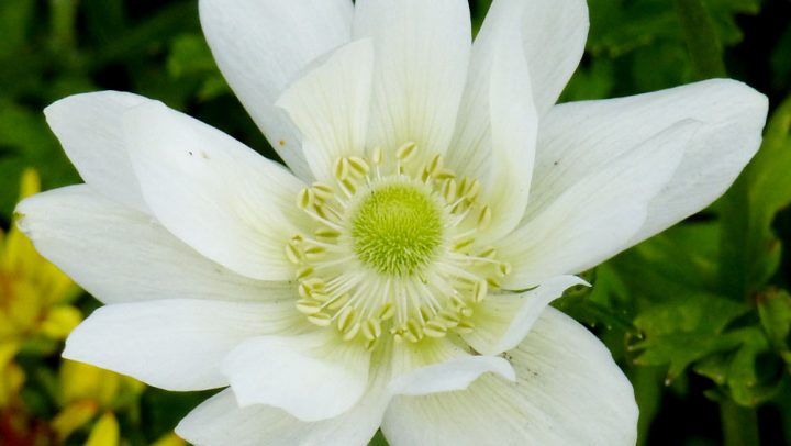 Strahlenanemone