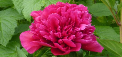 Duftgarten - Pfingstrose