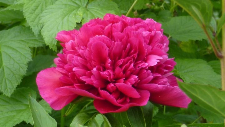 Duftgarten - Pfingstrose