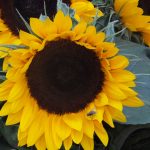 Sonnenblumen