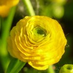 gefüllter Hahnenfuß