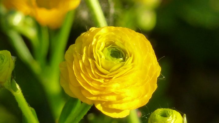 gefüllter Hahnenfuß