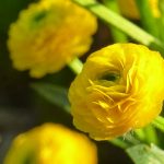 gefüllter Hahnenfuß